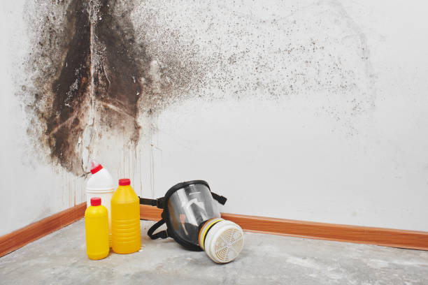 Professional Mold Removal in North Bend, NE